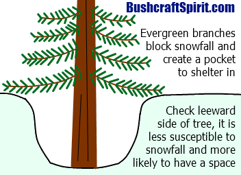 space under evergreen tree from snowfall