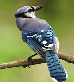 blue jay bird