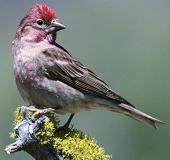 finch bird