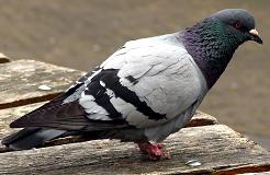 pigeon bird